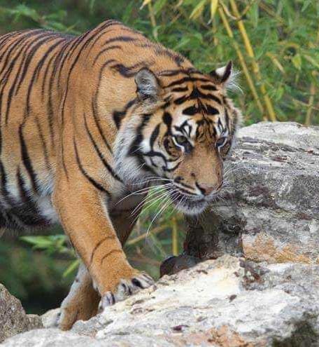 Howletts Wildlife Park