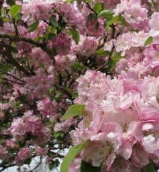 Brogdale Collections